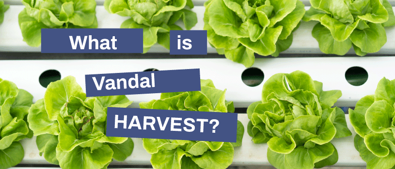 What is Vandal HARVEST?