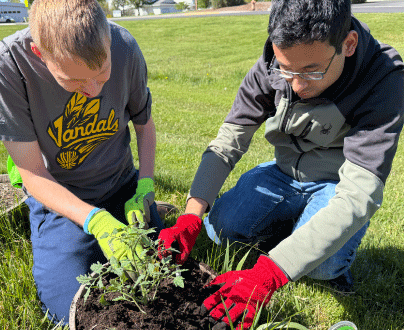 Two young men with disabilities are outside in a park with green grass all around them. They are both focused on planting a tomato plant in a pot on the ground.