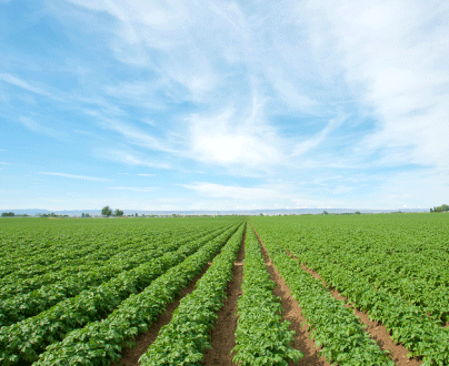 Rows of growing potato plants at an Idaho farm on a beautiful sunny day.